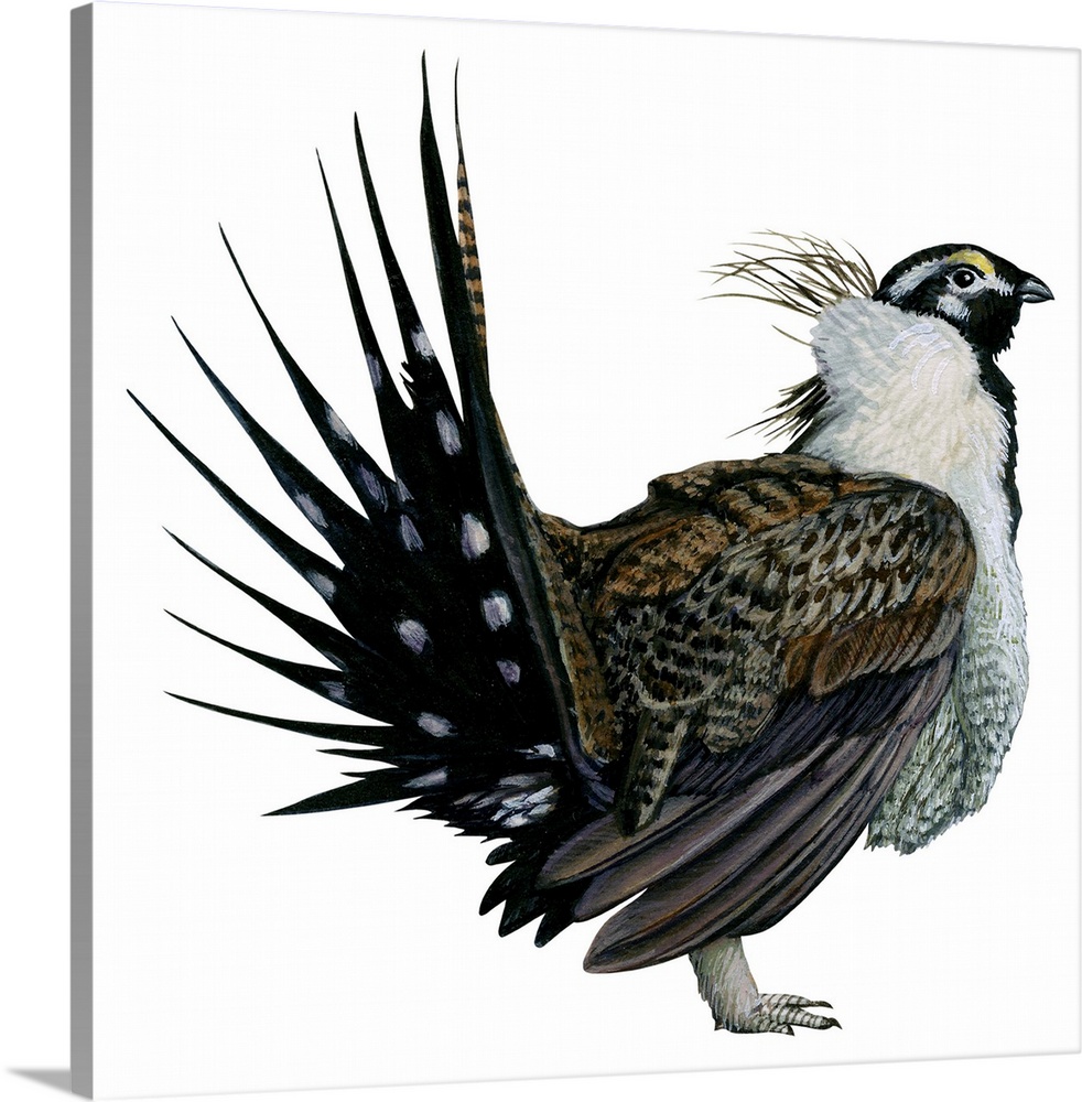 Educational illustration of the sage grouse.