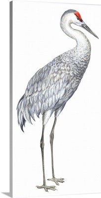Sandhill Crane (Grus Canadensis) Illustration