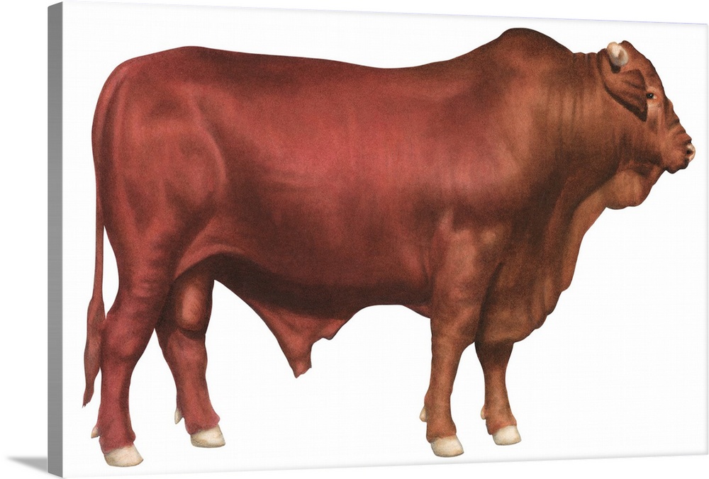 Santa Gertrudis Bull, Beef Cattle