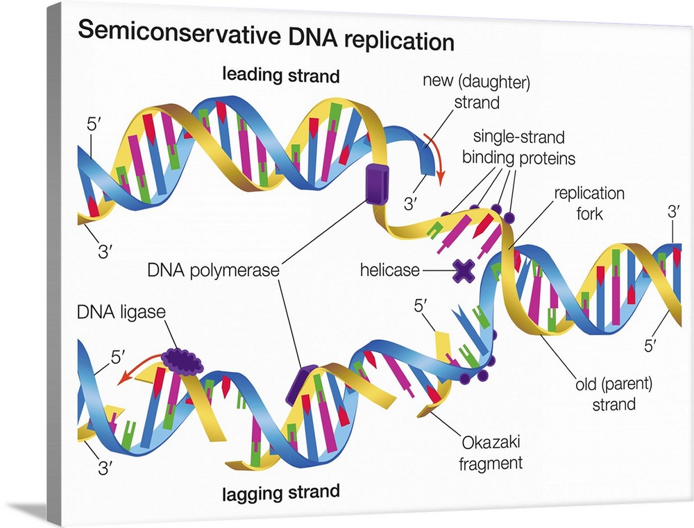 Semiconservative DNA Replication Wall Art, Canvas Prints, Framed Prints