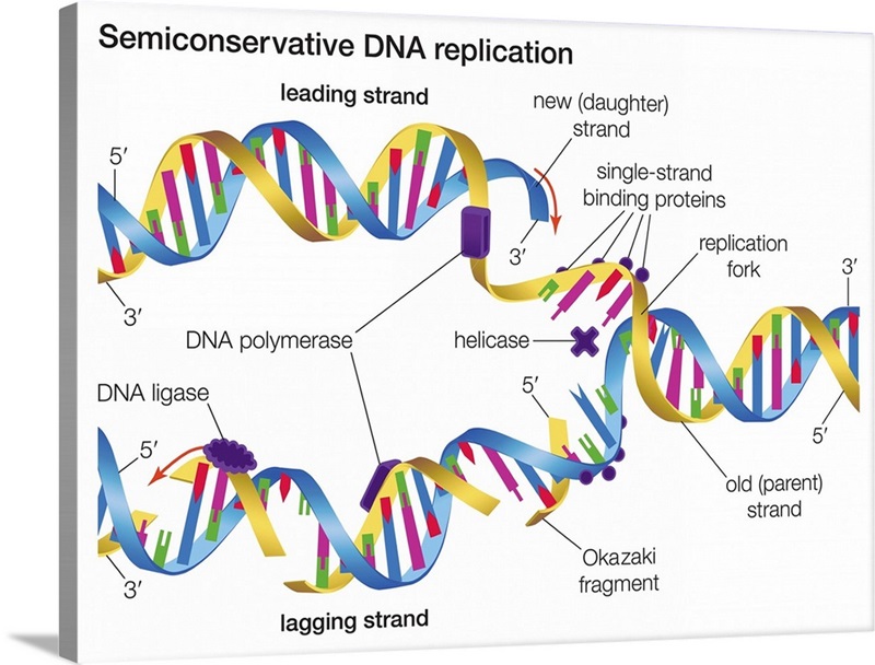 semiconservative-dna-replication-wall-art-canvas-prints-framed-prints