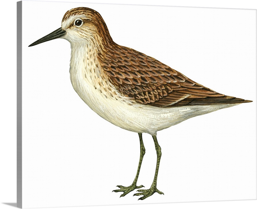 Educational illustration of the semipalmated sandpiper.