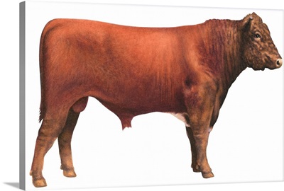 Shorthorn Bull, Beef Cattle