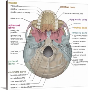 Skull - inferior view. skeletal system Wall Art, Canvas ... city bus diagram labeled 