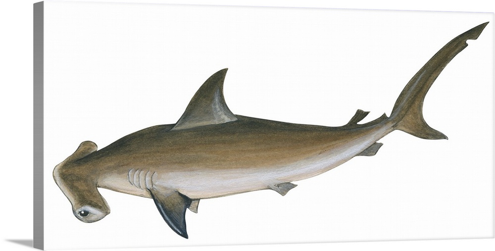 Smooth Hammerhead Shark (Sphyrna Zygaena)