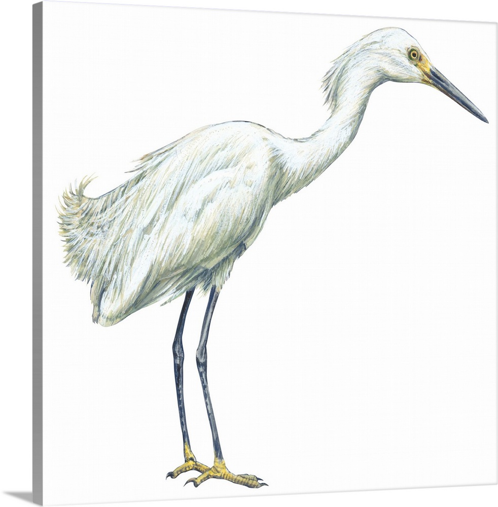 Educational illustration of the snowy egret.
