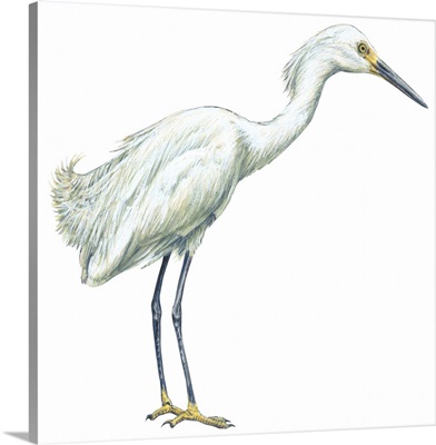 Snowy Egret (Leucophoyx Thula) Illustration