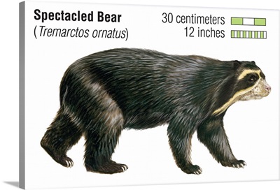 Spectacled Bear (Tremarctos Ornatus)