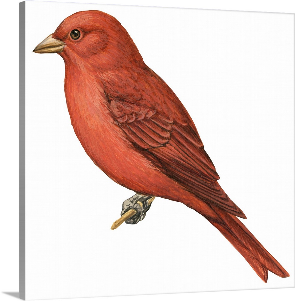 Educational illustration of the summer tanager.