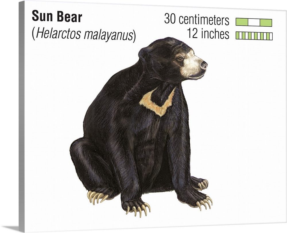 Sun Bear (Helarctos Malayanus)