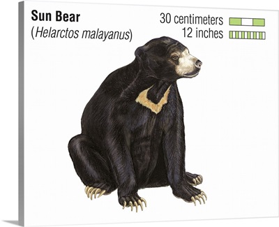 Sun Bear (Helarctos Malayanus)