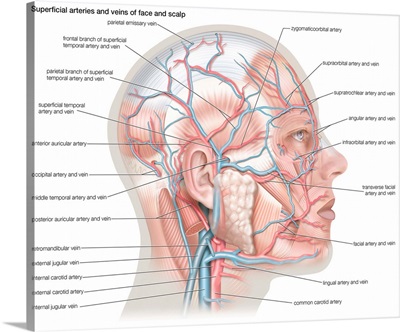 Superficial arteries and veins of face and scalp. cardiovascular system