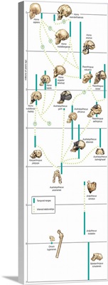Tentative phylogenetic scheme for hominid species