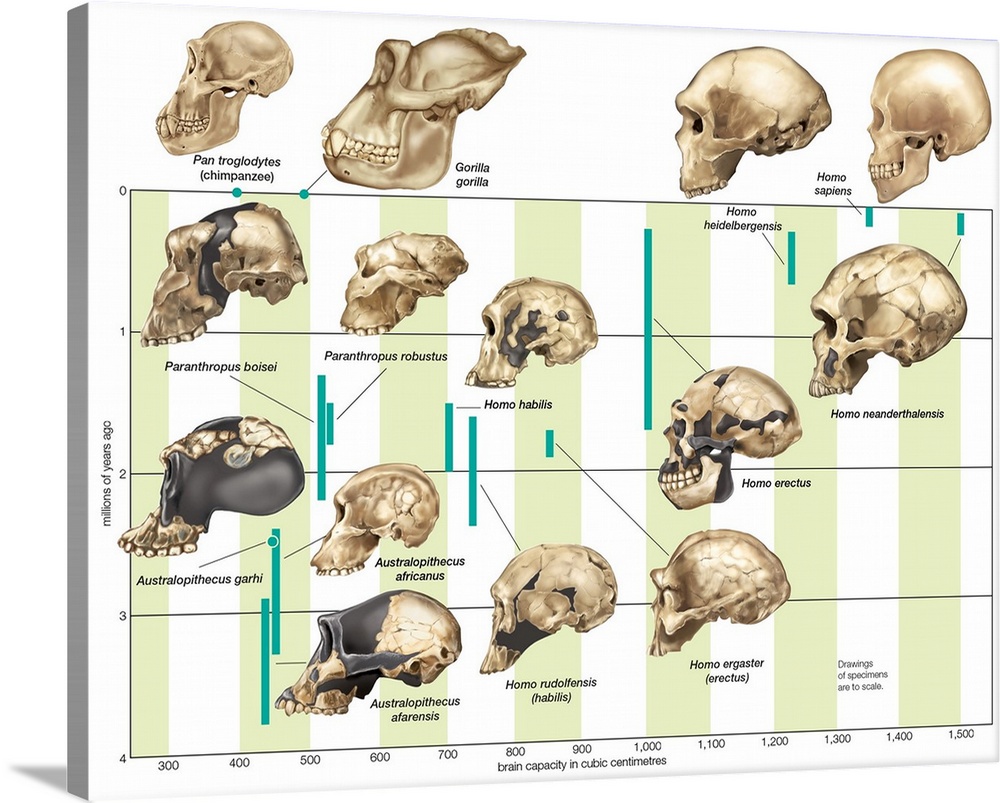 The increase in hominid cranial capacity over time
