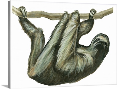Three-Toed Sloth (Bradypus Tridactylus)