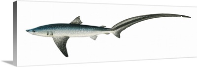 Thresher Shark (Alopias Vulpinus)