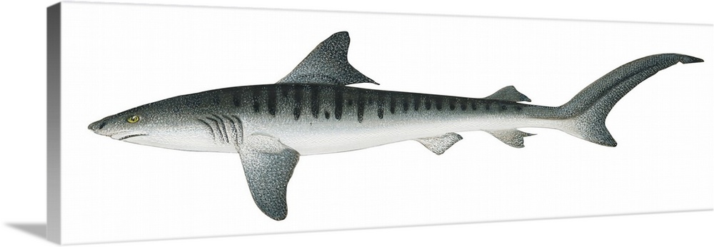Tiger Shark (Galeocerdo Cuvieri)
