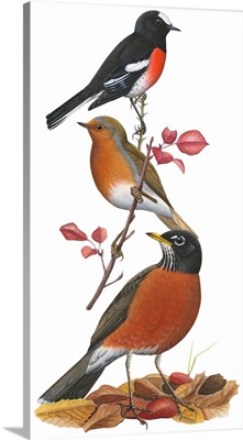 (Top) Scarlet Robin (Petroica Multicolor) Illustration