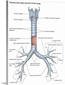 Trachea and major bronchi of lungs. respiratory system Wall Art, Canvas ...