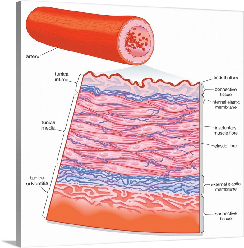 Transverse section of an artery. cardiovascular system, circulatory ...