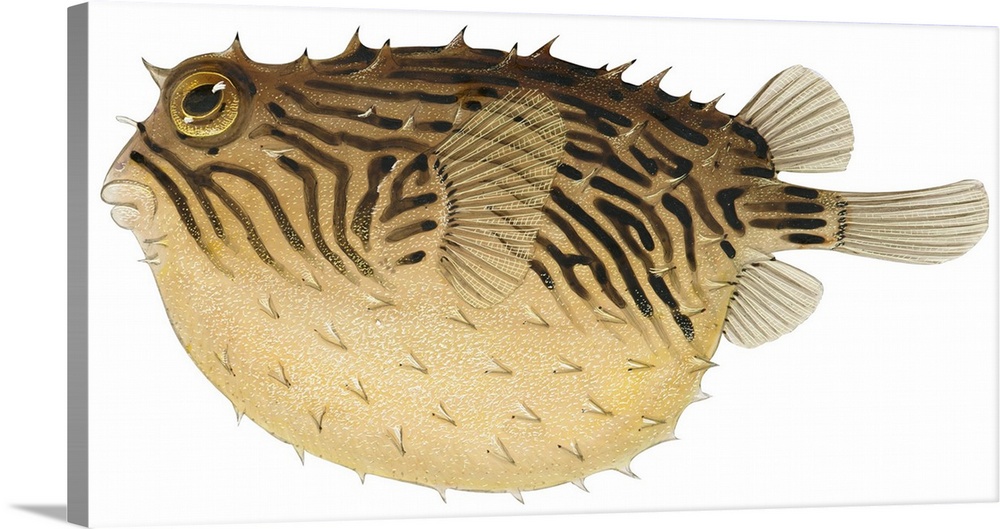 Triped Burrfish (Chilomycterus Schoepfii)