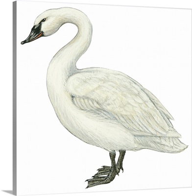 Trumpeter Swan (Cygnus Cygnus Buccinator) Illustration