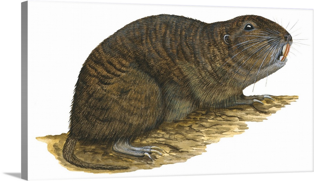 Tuco-Tuco (Ctenomys), Rodent
