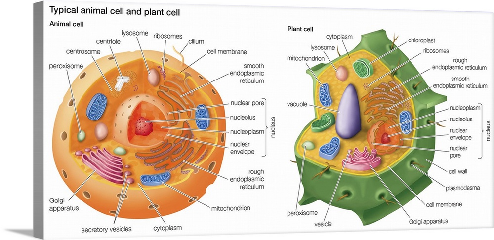 Typical Animal Cell and Plant Cell Wall Art, Canvas Prints, Framed Prints,  Wall Peels | Great Big Canvas