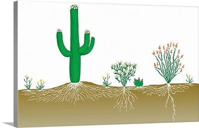 Vegetation Profile Of A Desert