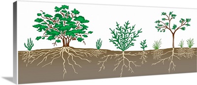 Vegetation Profile Of A Scrubland