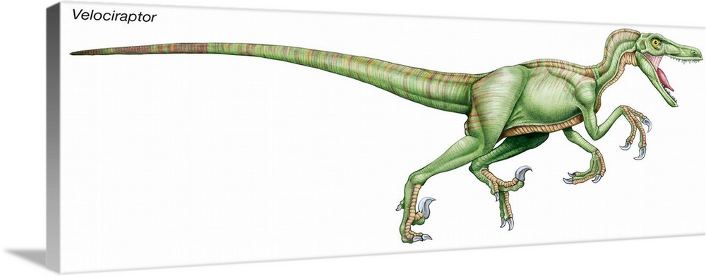An illustration from Encyclopaedia Britannica of the dinosaur Velociraptor.