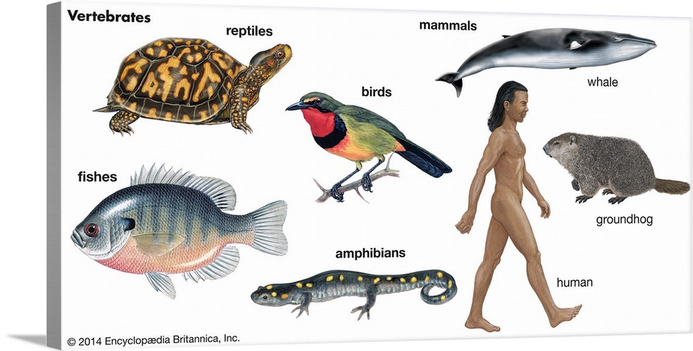 An educational poster from Encyclopaedia Britannica showing the different types of vertebrates, animals with spines.