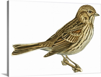Vesper Sparrow (Pooecetes Gramineus) Illustration