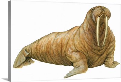 Walrus (Odobenus Rosmarus)