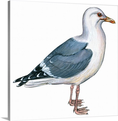 Western Gull (Larus Occidentalis) Illustration