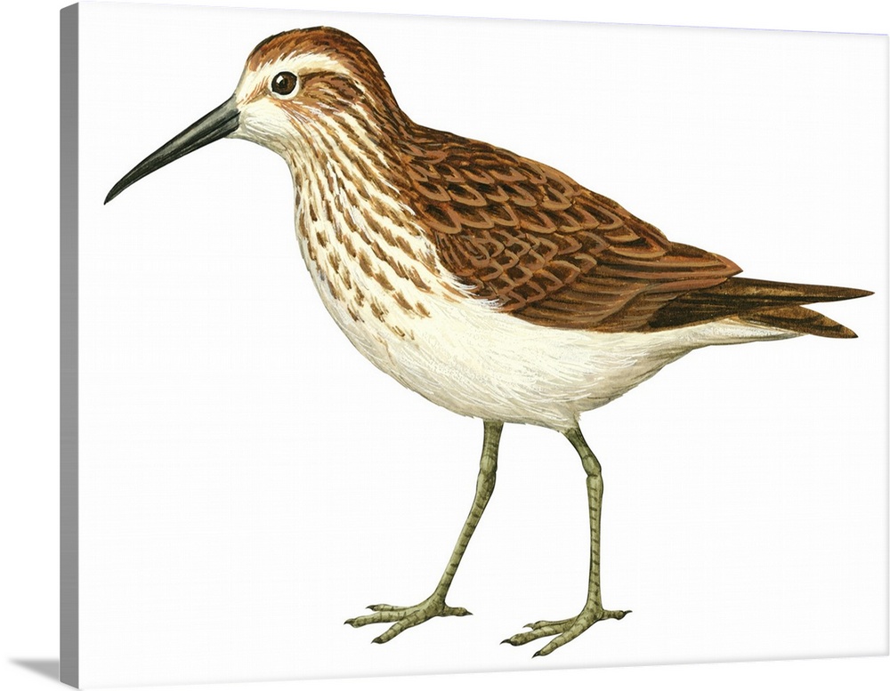 Educational illustration of the western sandpiper.