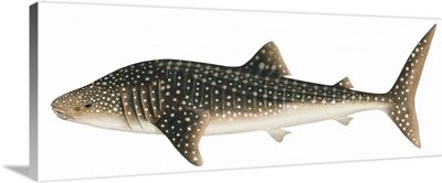 Whale Shark (Rhincodon Typus)