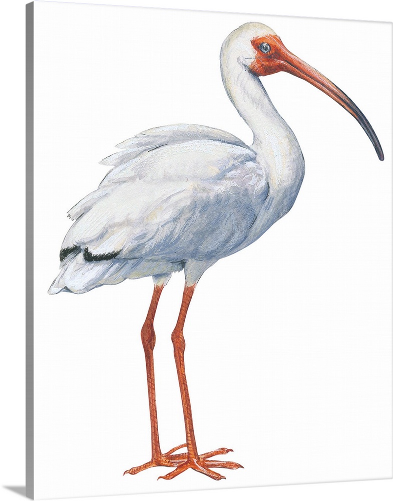 Educational illustration of the white ibis
