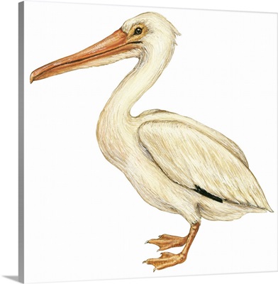 White Pelican (Pelecanus Erythrorhynchos) Illustration