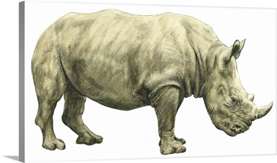 White Rhinoceros (Ceratotherium Simus)