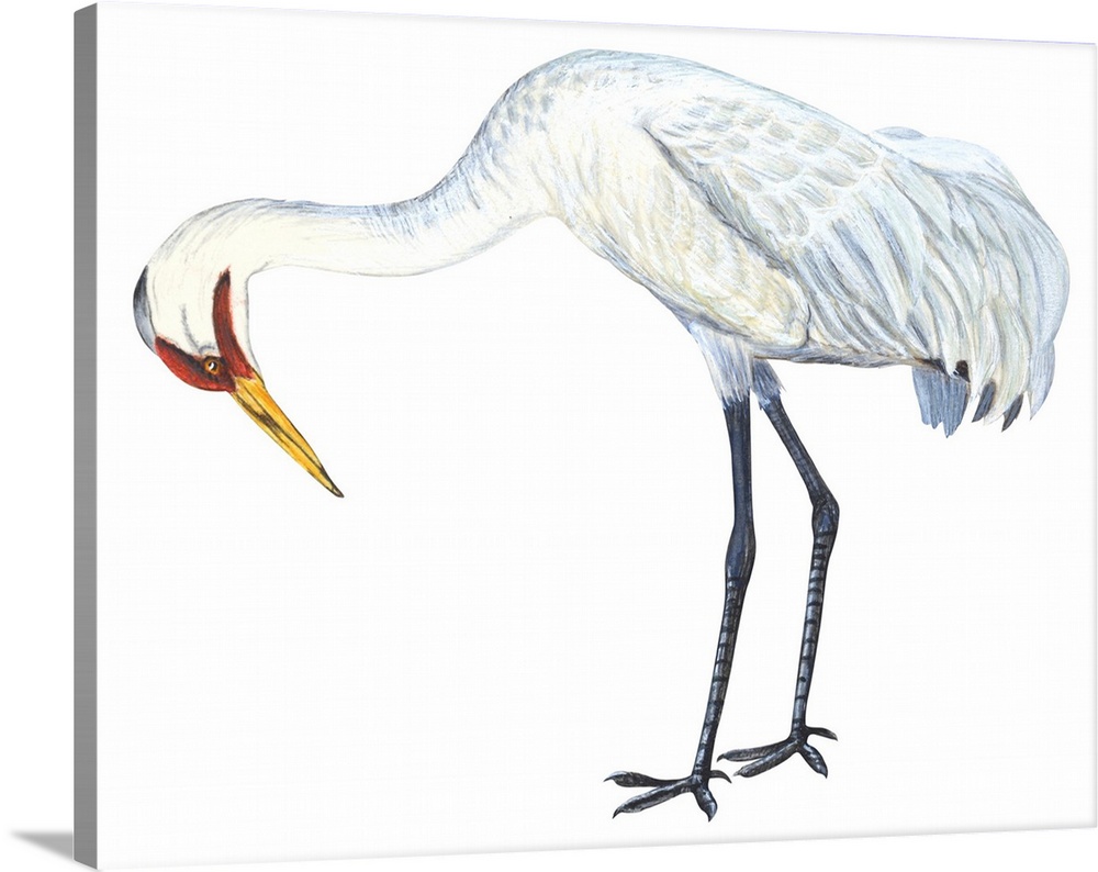 Educational illustration of the whooping crane.