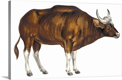 Wild Cattle, Gaur (Bos Gaurus)