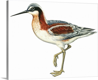 Wilson's Phalarope (Phalaropus Tricolor) Illustration