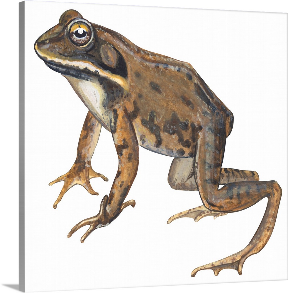 Educational illustration of the wood frog.