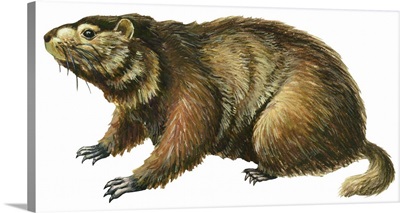 Woodchuck (Marmota Monax)