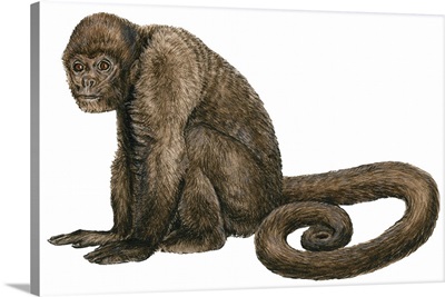Woolly Monkey (Lagothrix Infumatus)