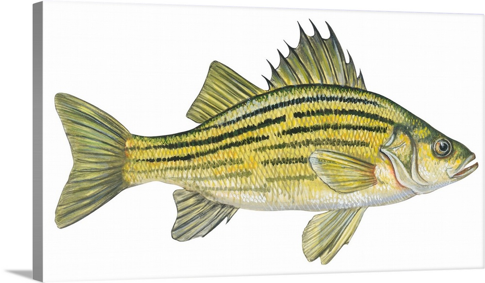 Yellow Bass (Roccus Mississippiensis)