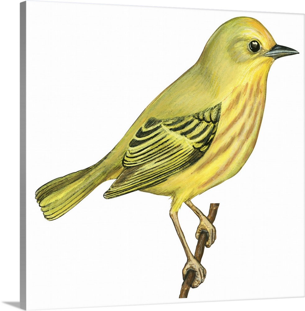 Educational illustration of the yellow warbler.
