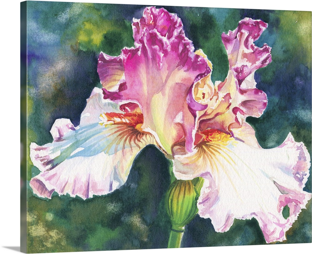 A contemporary watercolor painting of pink and white iris.