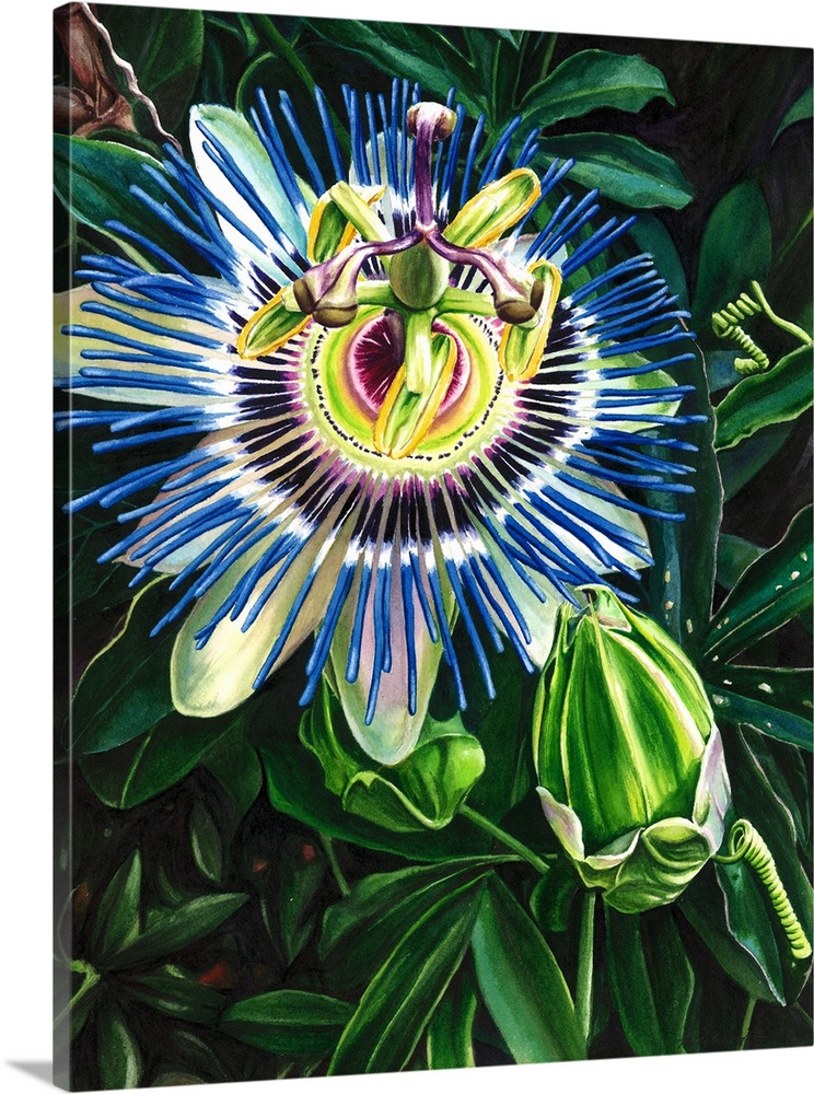 Vertical watercolor painting of a passion flower with brilliant blue and purple colors.
